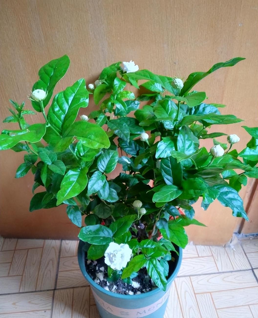 虎头茉莉,优秀的盆栽茉莉花,花大美丽,芬芳馥郁,多季节开花