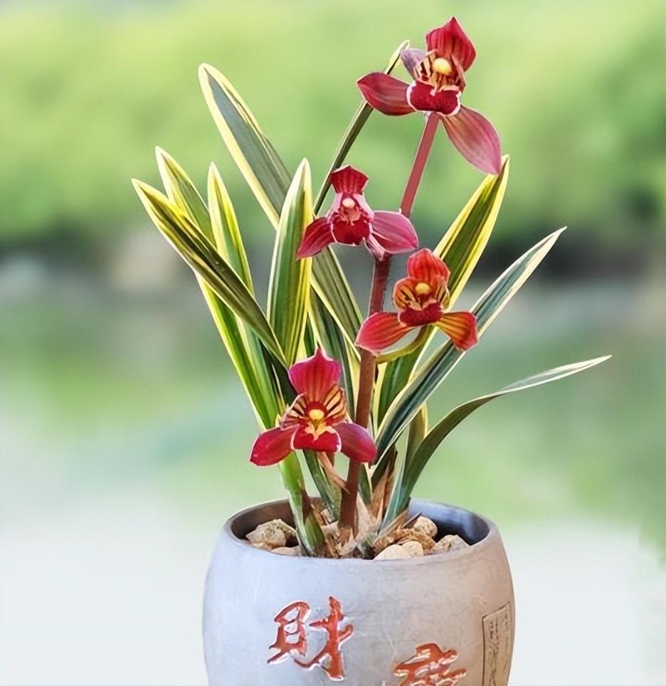 墨兰红神荷,一款品相十分独特的兰花,盆栽花大色艳,典雅大气