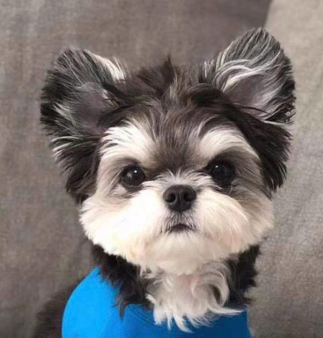 为了让雪纳瑞卖相更好,狗贩子把它们的耳朵裁成圆形,尾巴截断