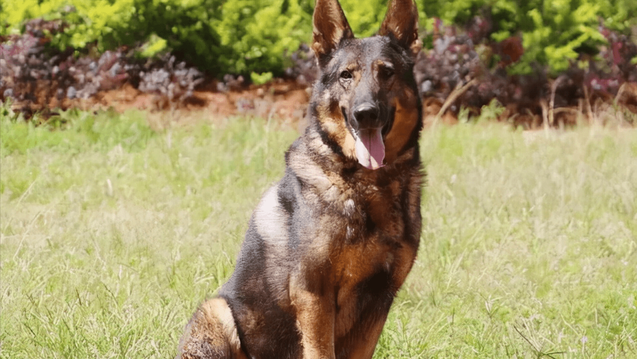 中国昆明犬是世界十大名犬之一