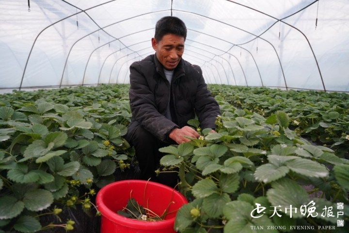 "草莓达人"陈小秋脚踏实地加油干 做好致富带头人