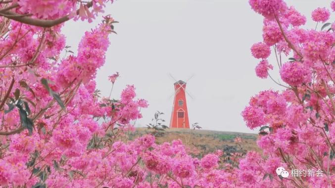 新会这片网红花海,太"粉"了!