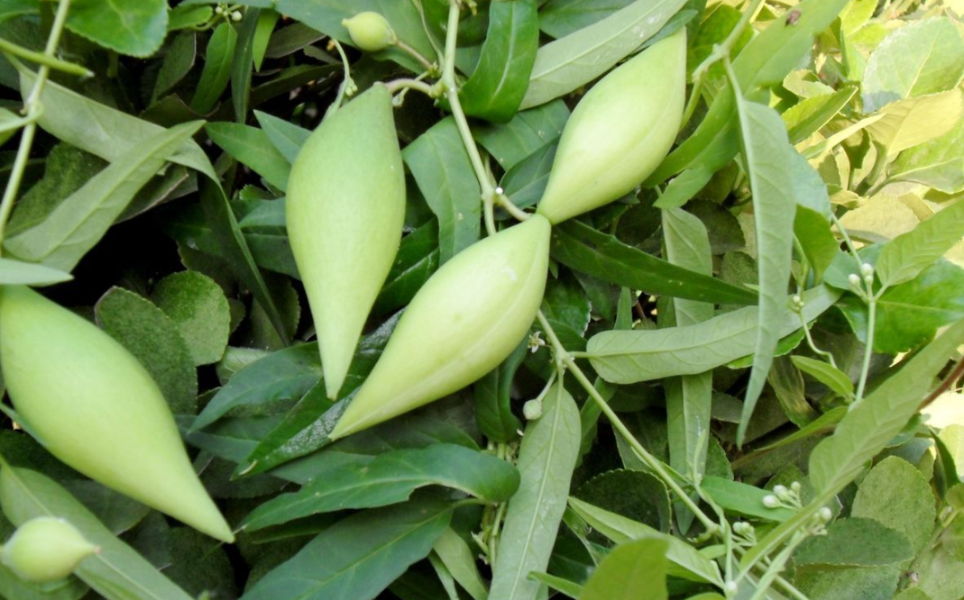 地瓜,又称羊奶瓜,有3大作用,农民朋友请及时了解!