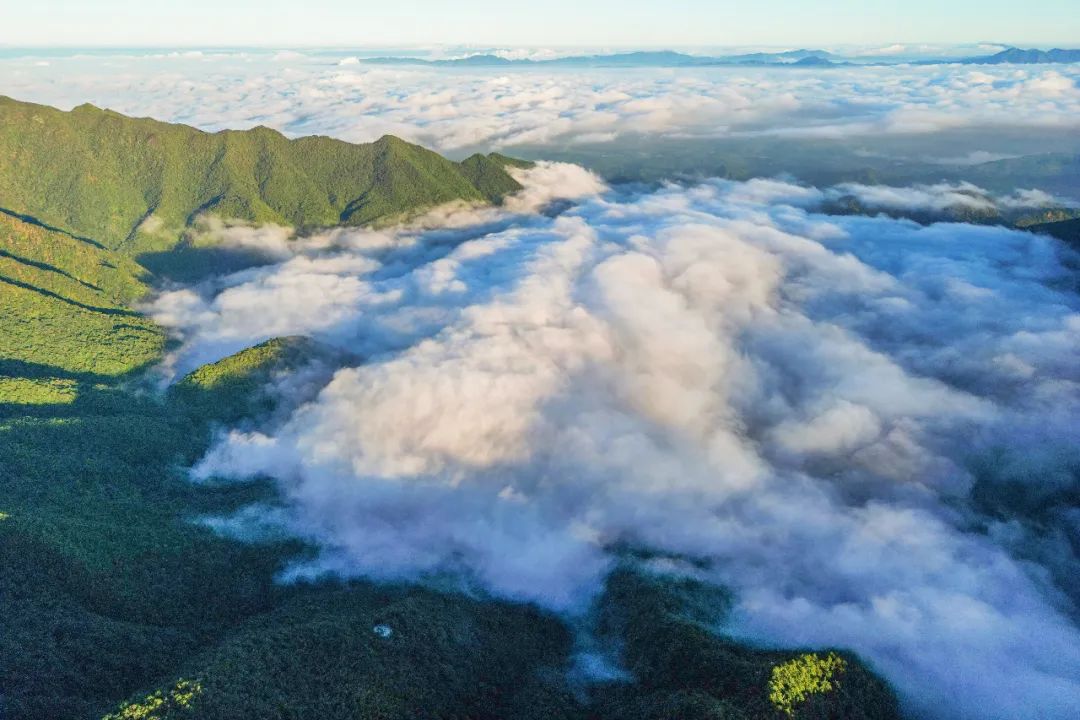 广东新丰县这个景区种满了枫树,虽然是春天但枫叶红了漫山遍野