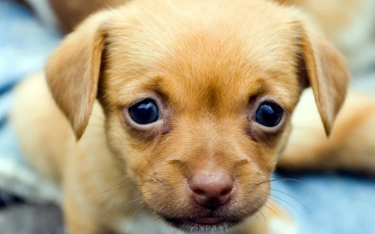 狗狗眼睛至关重要,眼睛忽然出现异常怎么办?一文带你深入解析!