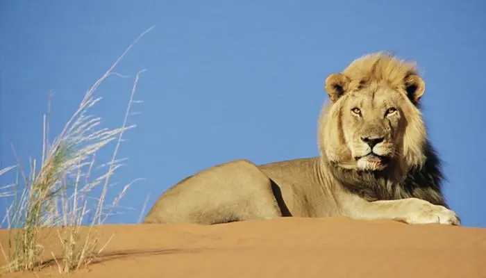 沙漠狮:唯一一群生活在沙漠中的狮子,如今已岌岌可危!