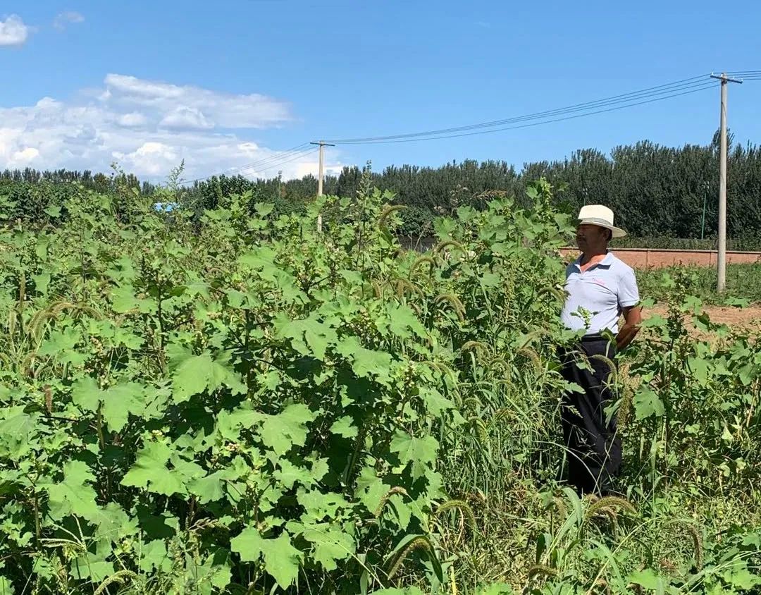 |说好的复耕呢？北京顺义这块百亩农用地仍只见野草不见苗