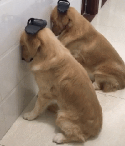 建议大家饲养谨慎,这些后果很多都无法承受!口水多过茶金毛是狗界的