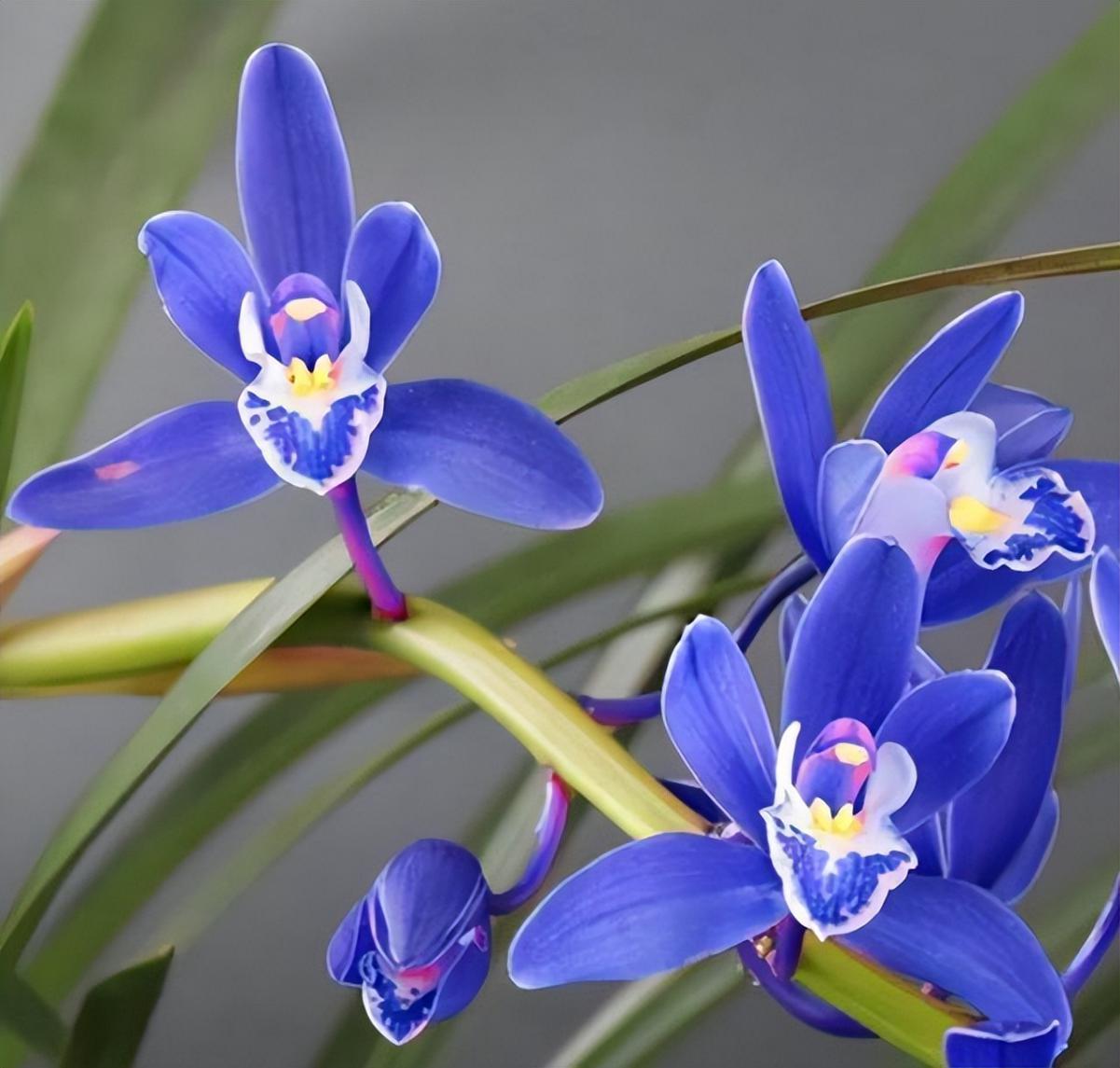 难怪老花匠都要养兰花,看看这盆"蓝色"四季兰,藏不住的高雅