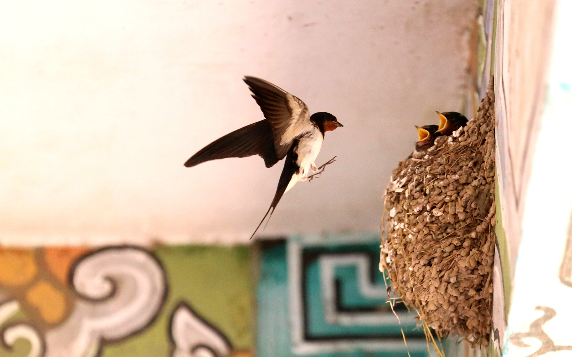 燕子筑巢人欢喜 和谐共生美如画