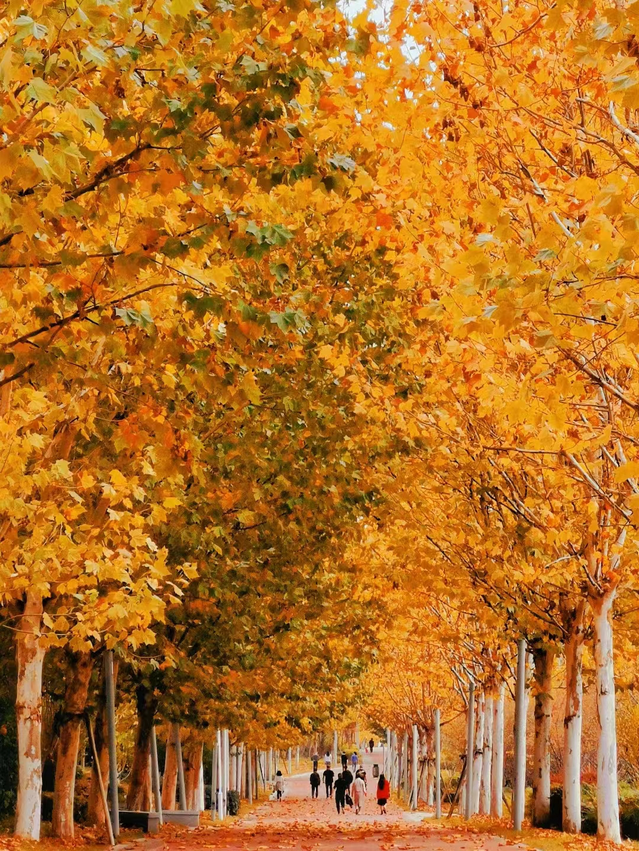 赏秋倒计时|这条梧桐大道火遍朋友圈,再不来打卡就要等明年啦