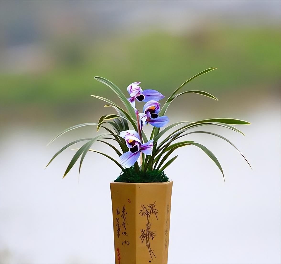 花开紫色的"紫月荷",花色高雅,香气醇厚,新手也能养得好