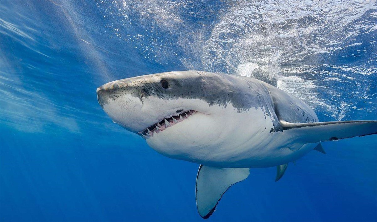 明朝就出生的鱼?格陵兰睡鲨寿命可达400岁,150岁才能交配