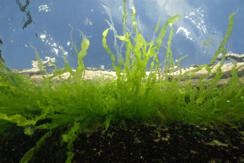 绿毛藻和丝藻的区别