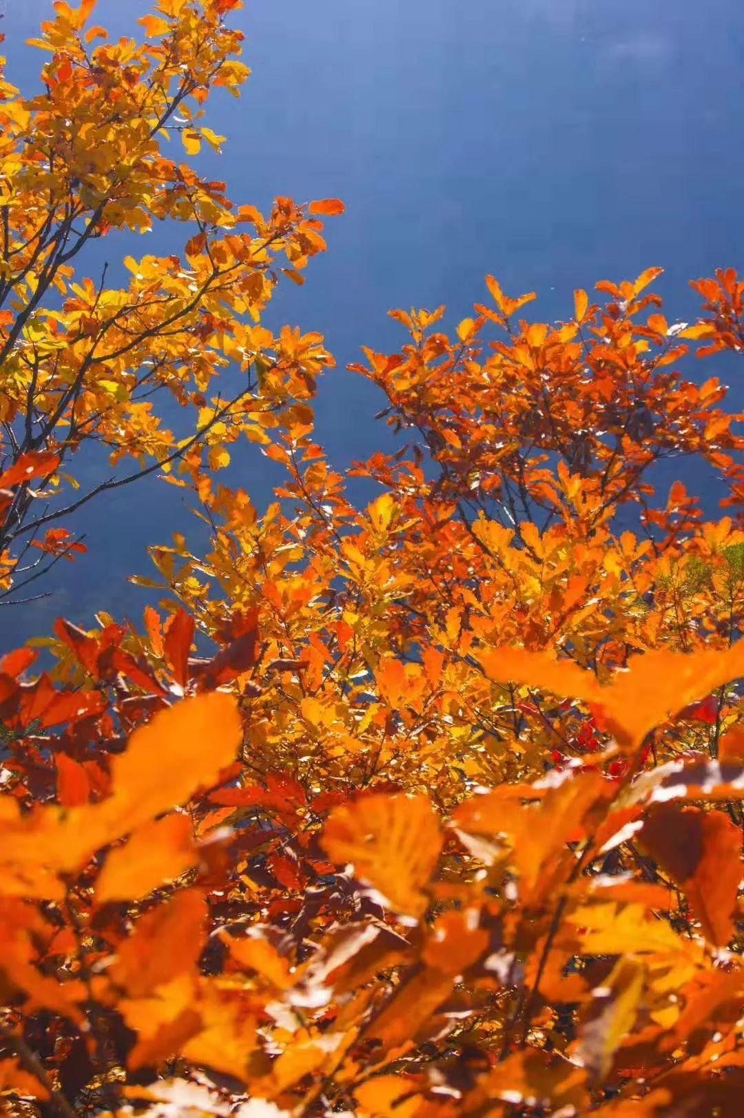 国庆赏秋邂逅铜川溪山胜境最美的季节 距西安1个多小时车程!