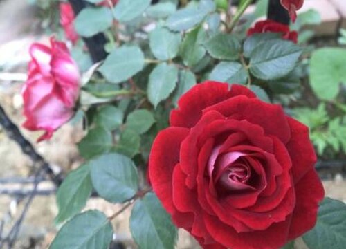 小女孩月季属于藤本还是灌木