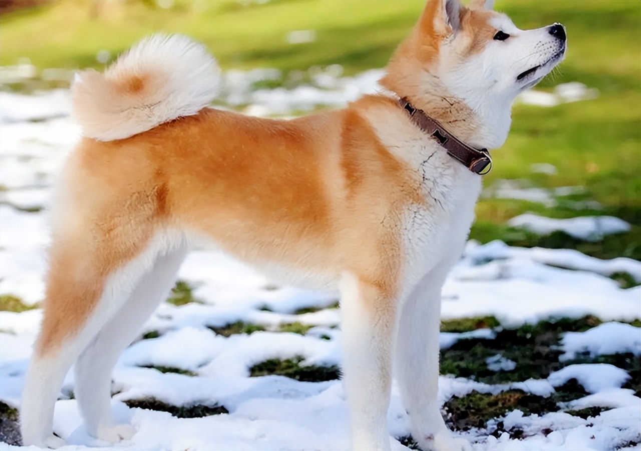 波斯多善犬:古伊朗犬