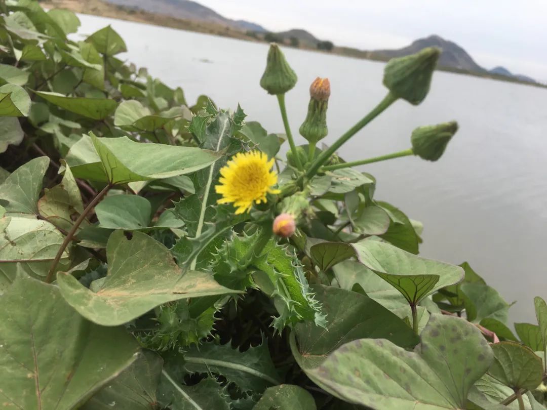 花叶滇苦菜别名图片