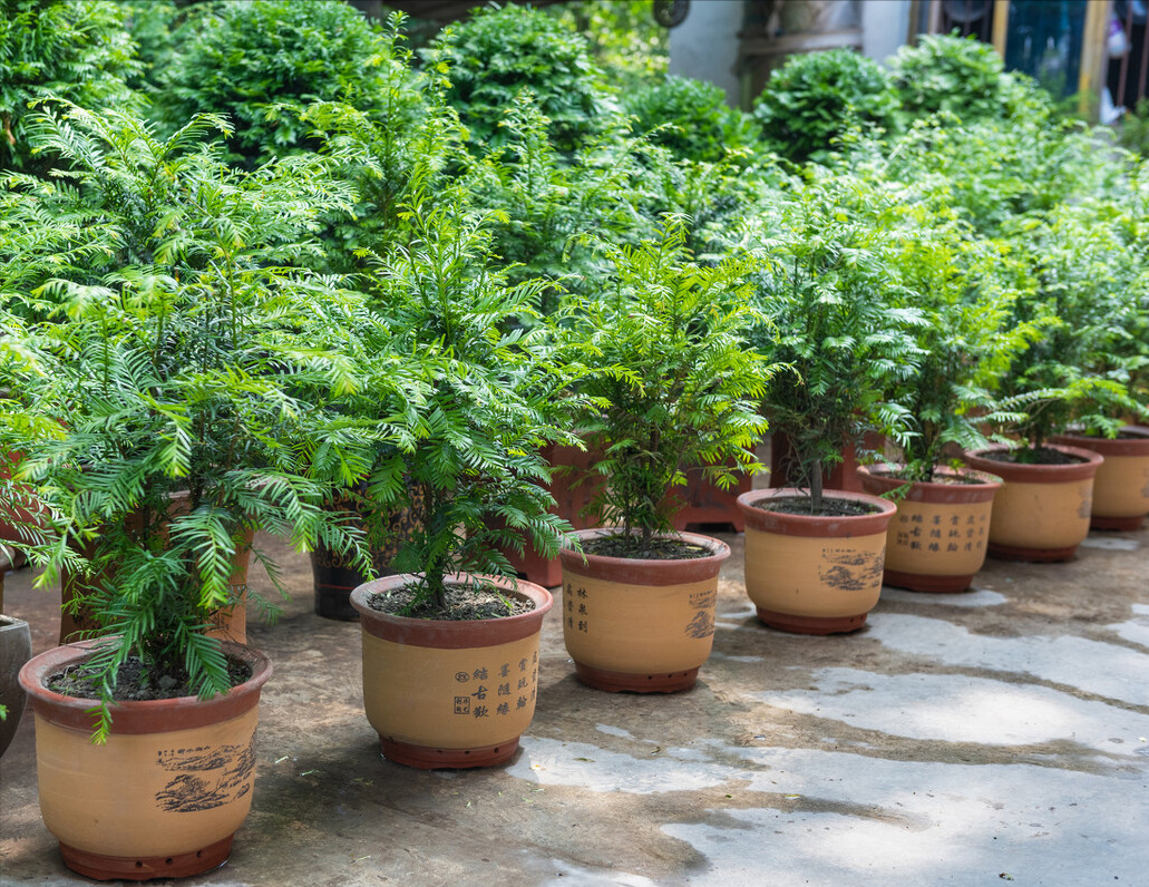 4种"黄金树",家里种一棵,能活上百年,自带 "富贵风"