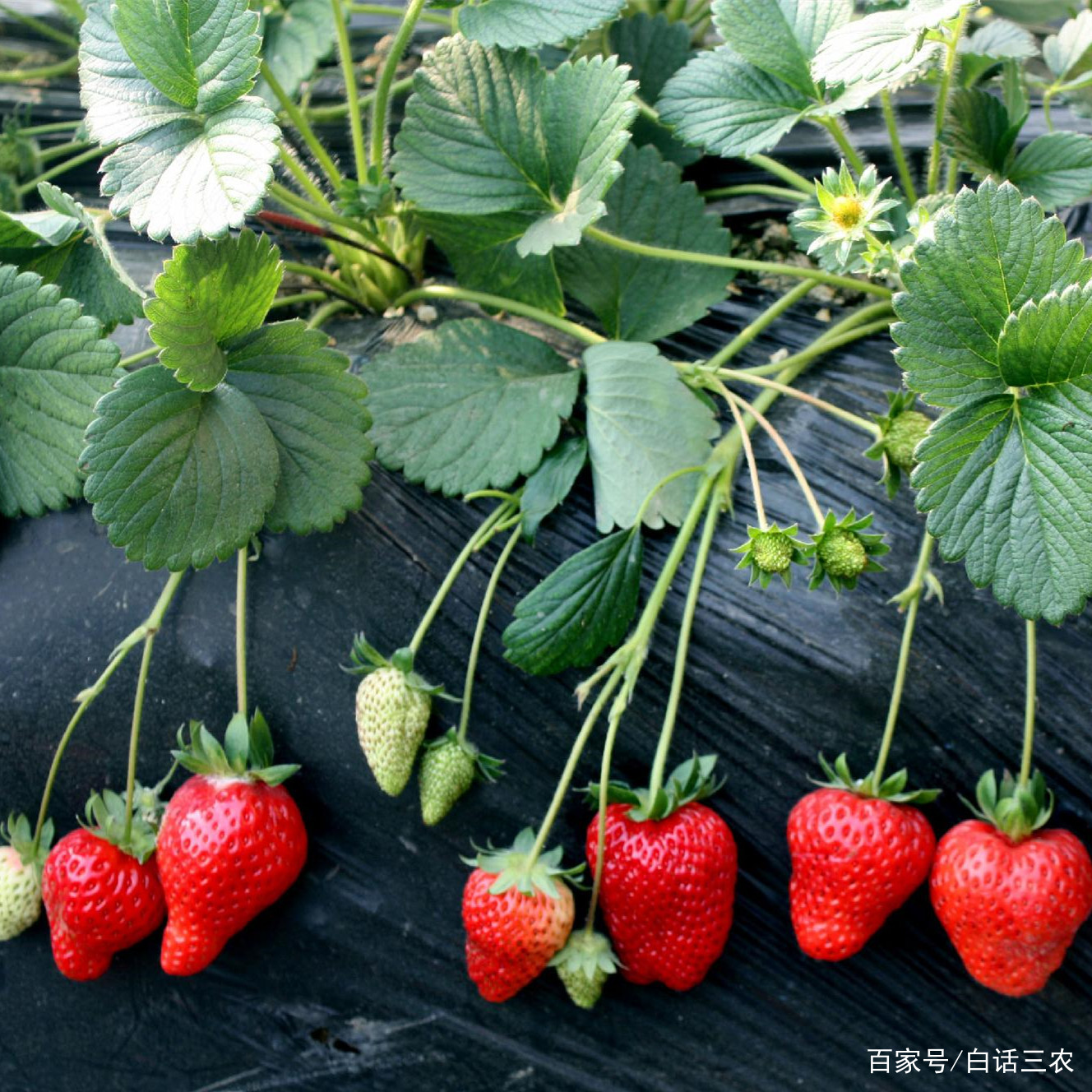 草莓养殖方法