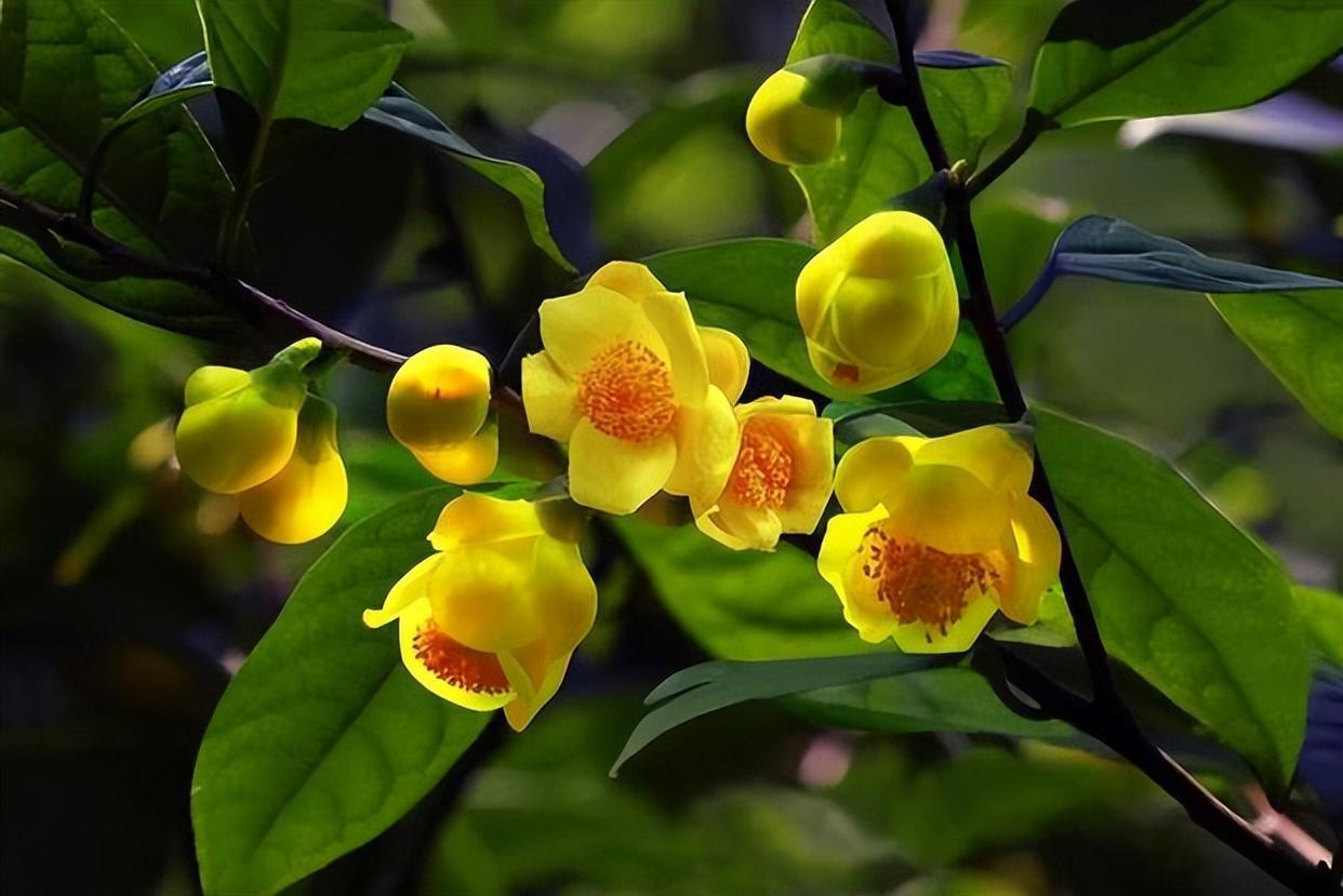 好看且好养的金花茶,营养丰富,值得种植!