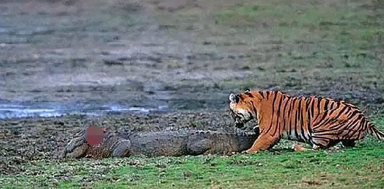 虎王玛琪莉有多猛?单杀13条鳄鱼眼都不眨,为何见到懒熊转头就跑