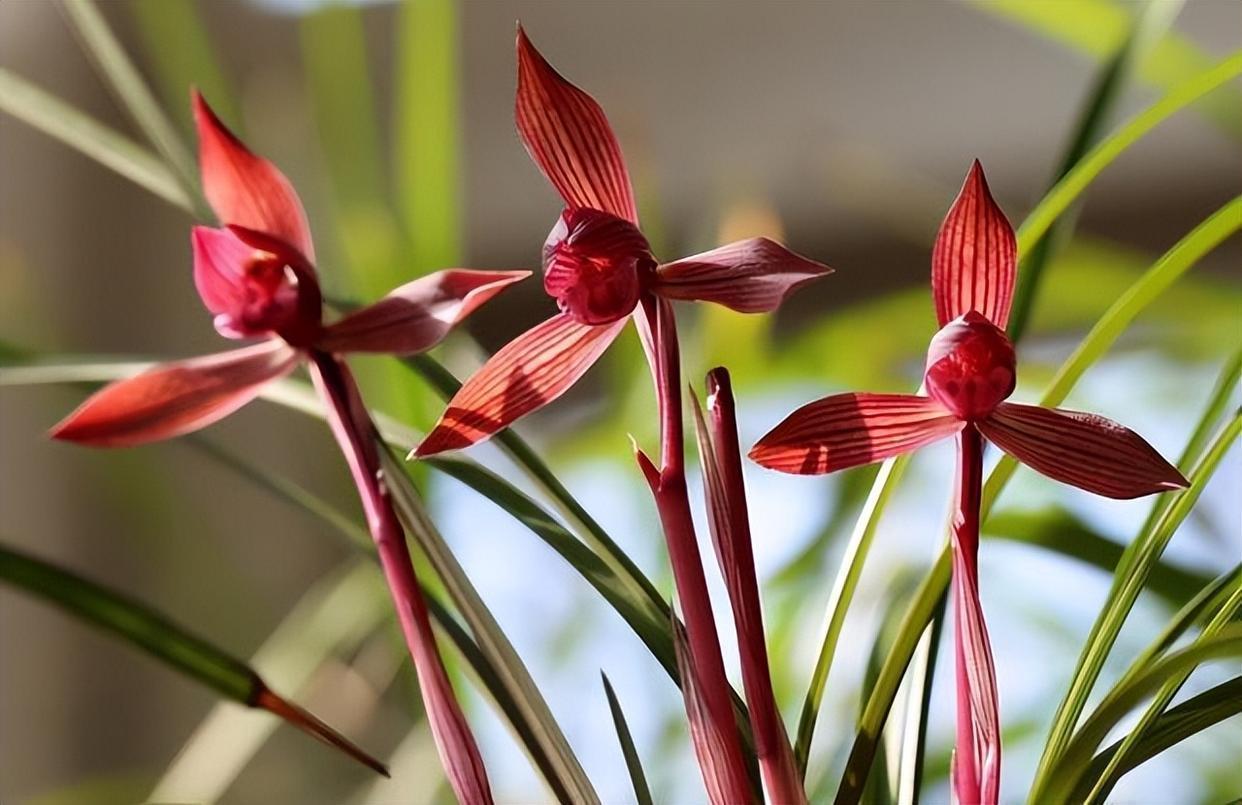 曾一苗难求的春兰极品红素,红杆红花,香气迷人,养护轻松