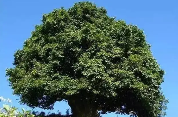 从岁月流香里走来的茗贵文物云南古茶树