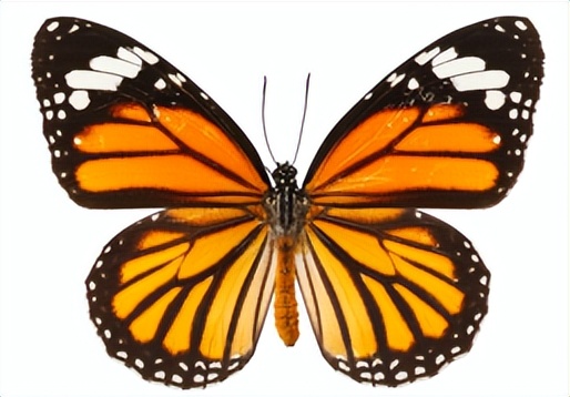 用形态对称玩转生物演化,你的数学有大自然好吗?