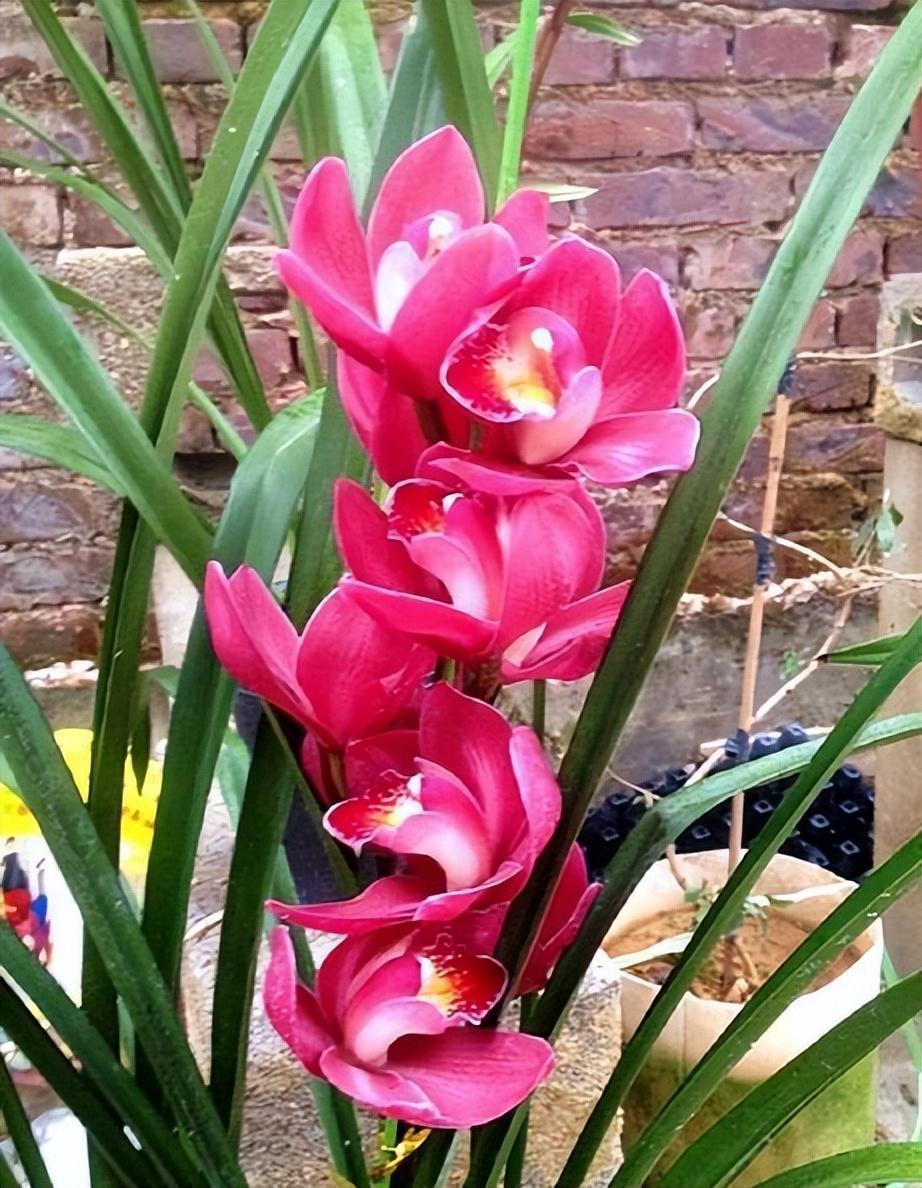 花大色艳,花香浓郁持久"大将军",开花爆盆,养在家里寓意好