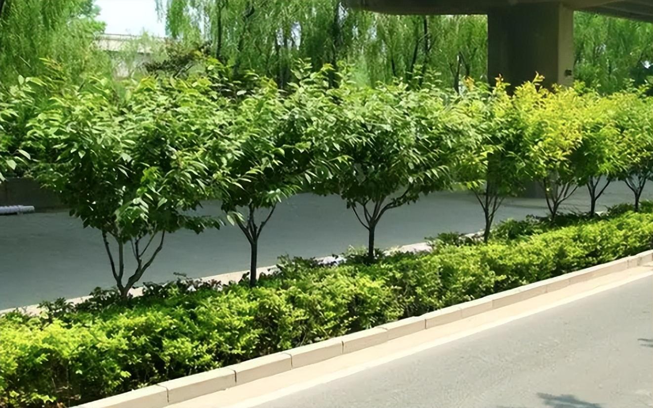 中国绿化带随处可见为何欧洲却几乎没有种的他们真不用吗