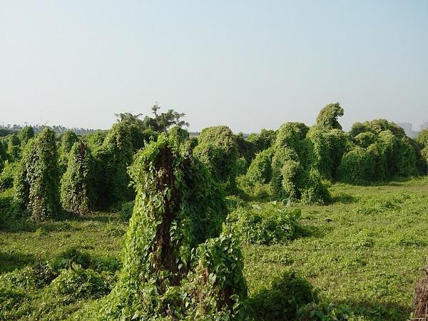 薇甘菊,别看它开花很漂亮,实际是非常危险的入侵植物杀手