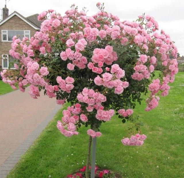 适合庭院种植的矮花树图片