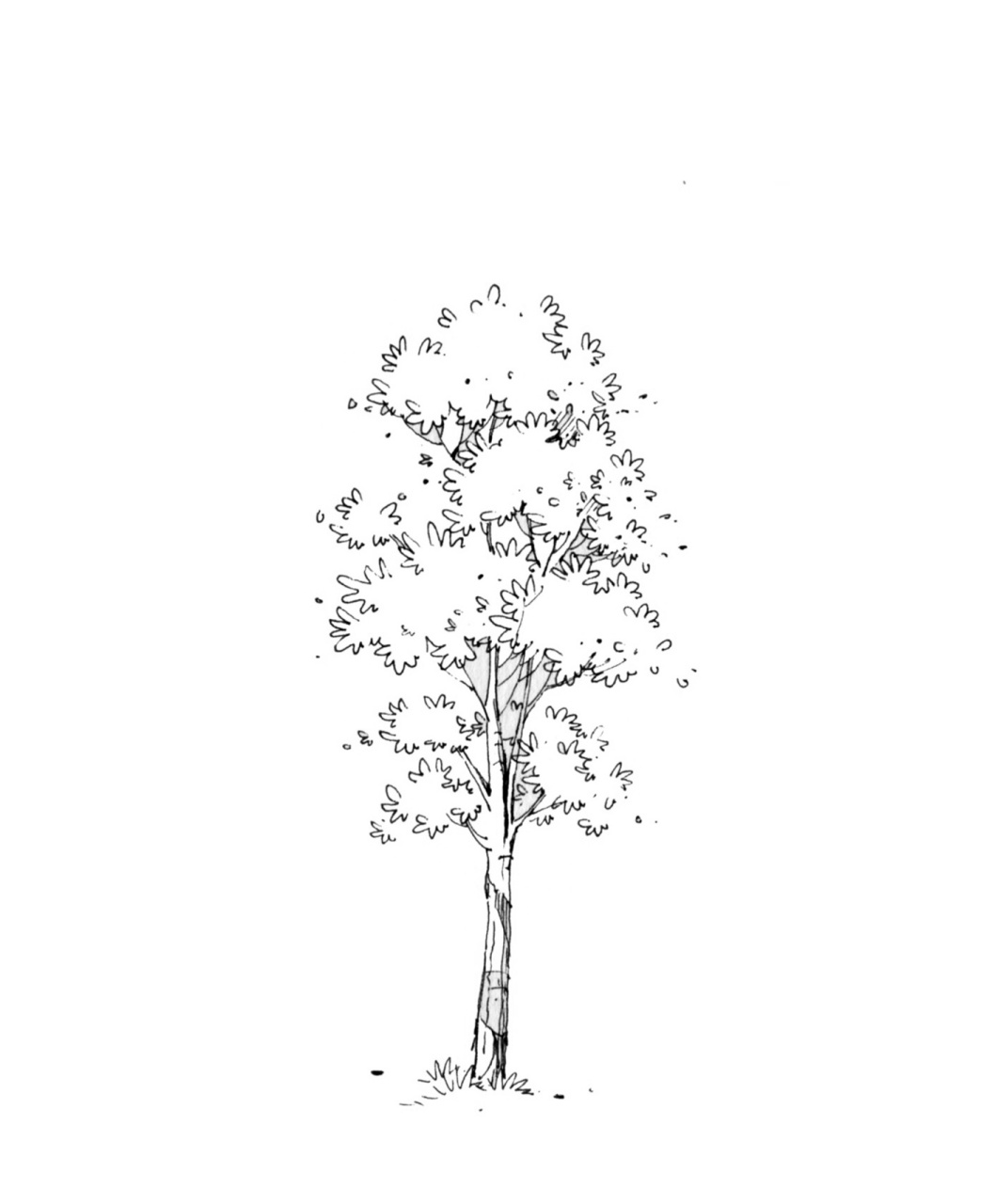 水彩钢笔淡彩小树手绘线稿上色步骤 一组水彩钢笔淡彩小树手绘步骤图