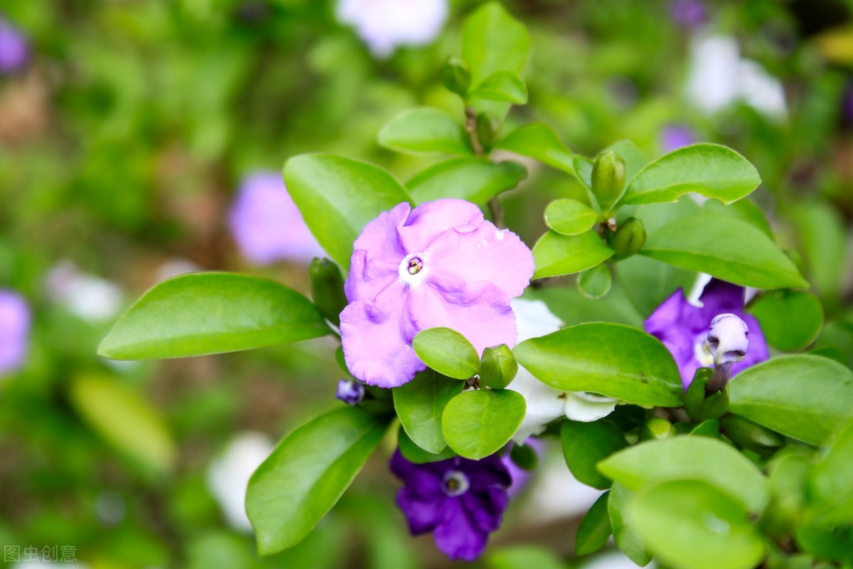 比較適合家庭種植,並且花開有兩種顏色的它——雙色茉莉