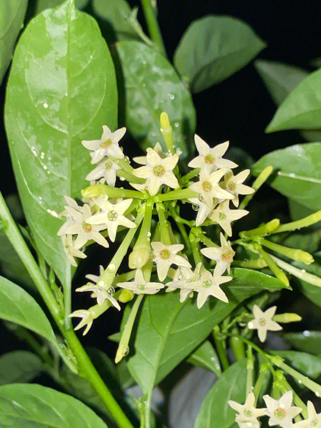 夜来香盆栽的养殖方法和注意事项