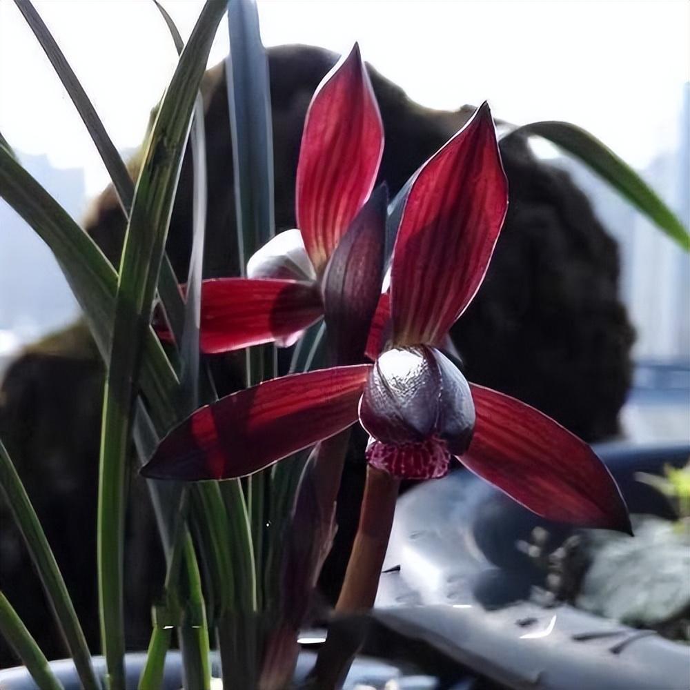 贵州早年下山的一棵血红花春兰,曾千金难买,带您观赏一下吧