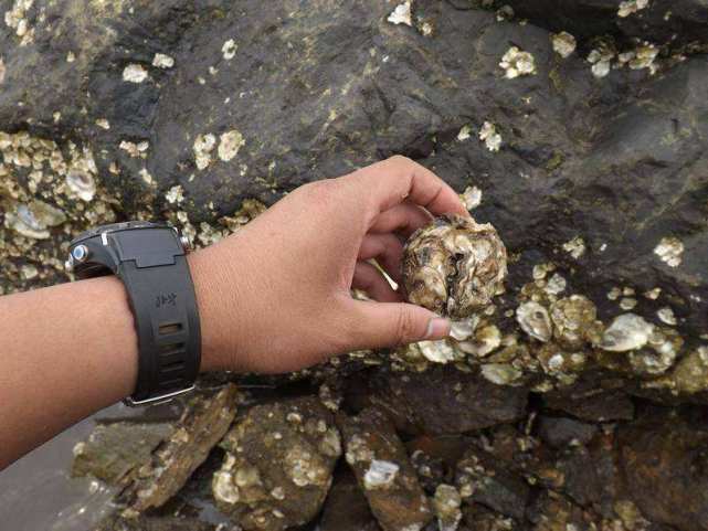 日本顶级"巨型牡蛎",破开后直接生吃,看完让人口水直流!