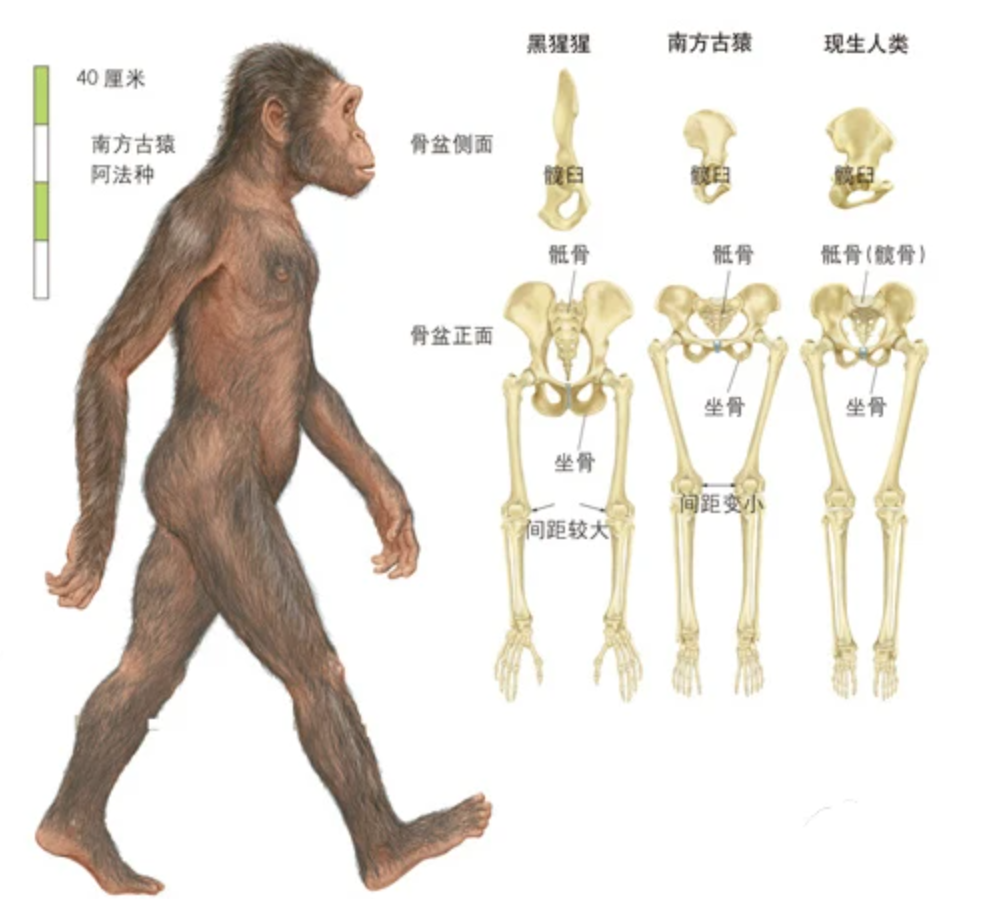 地球生物中,人类女性为何进化出狭窄扭曲的产道?直立行走代价