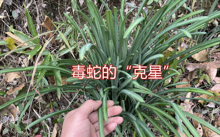 原来它就是蛇胆草