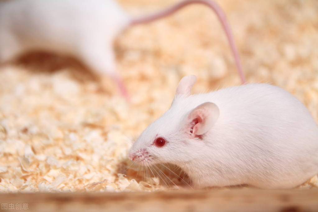 布局炙手可热的模式动物赛道:南模生物,技术领先的活试剂供应商