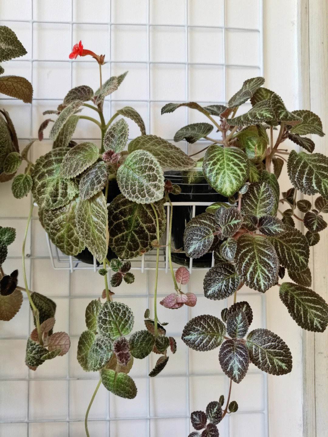 喜荫花怎么养?盆栽喜荫花的养殖方法和注意事项!