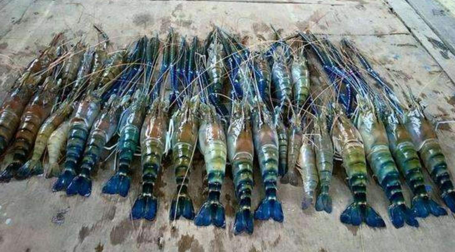 湄公河大虾泛滥成灾,长度可达1米,中国吃货却表示下不去嘴!