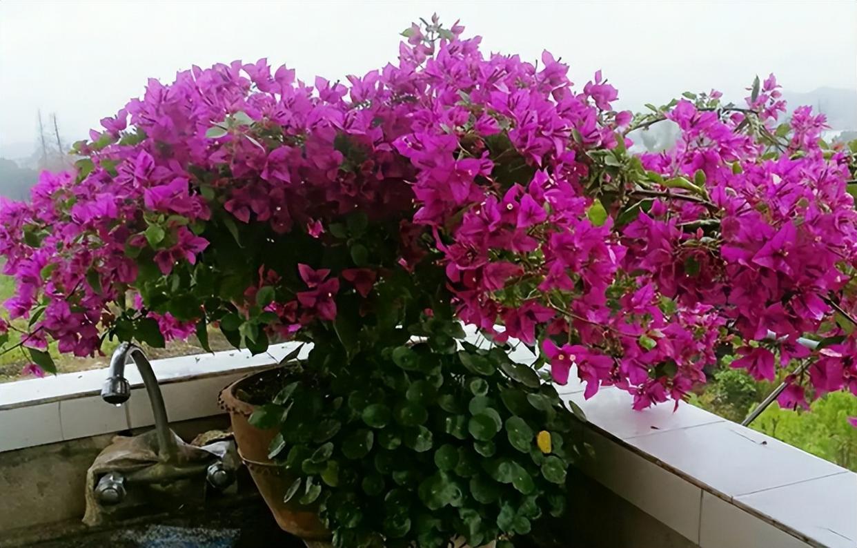 攀爬能力很强的巴西三角梅,花色艳丽,养护简单,花期较长