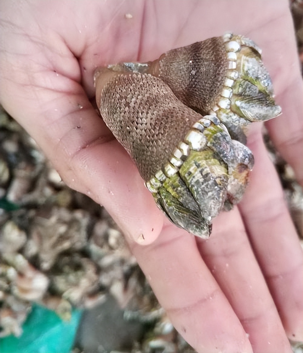 加拿大的一个小岛上,长满了大拇指粗细的佛手螺,价值上千元一斤