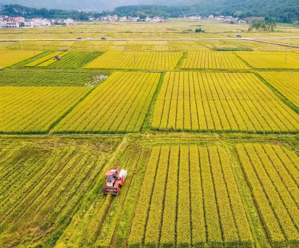 2021农民种植什么最赚钱(2021年农民种植什么能赚钱)