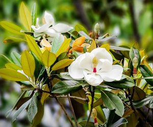 木兰花和玉兰花的区别是什么 百科ta说