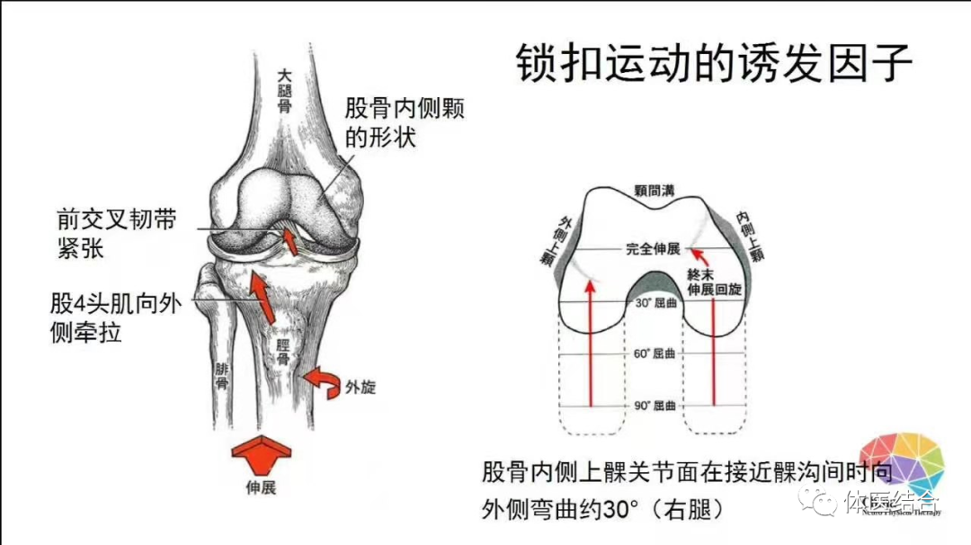 膎窝局部详细解剖图谱图片