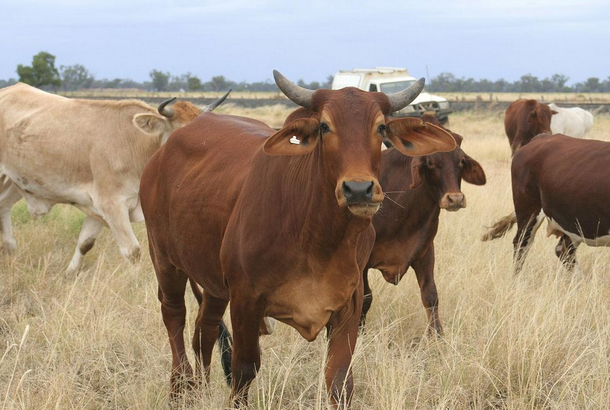 世界名牛-婆罗门牛