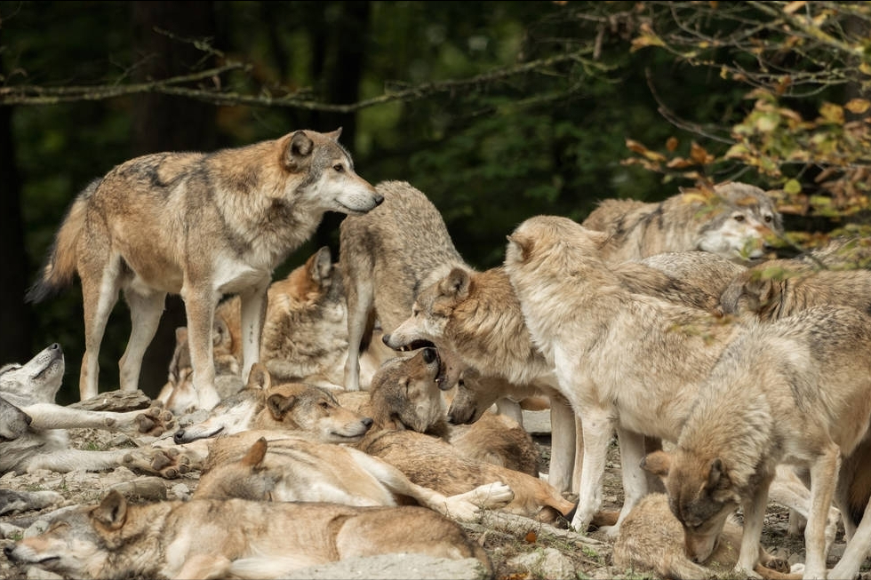 我们对狼性文化认知的缺失:狼群最重要的能力是预判目标